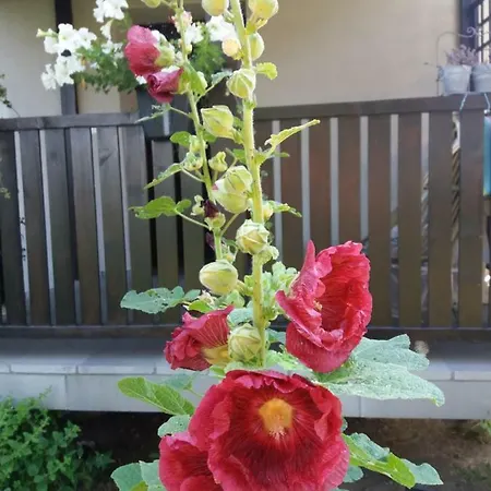 Lawendowe Siedlisko * زاتور