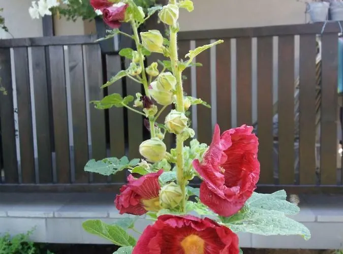 Lawendowe Siedlisko * Zator